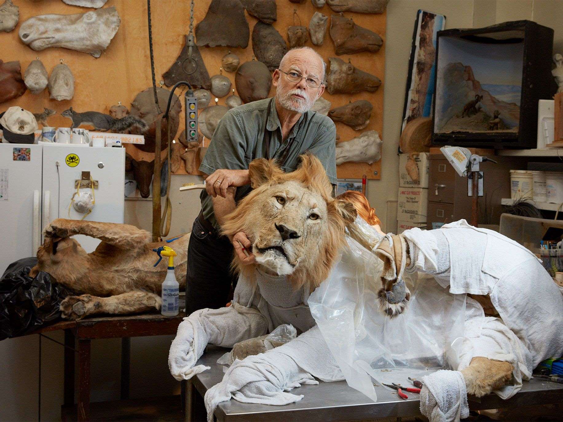 Exotic Animals in Taxidermy: Preservation and Display Considerations