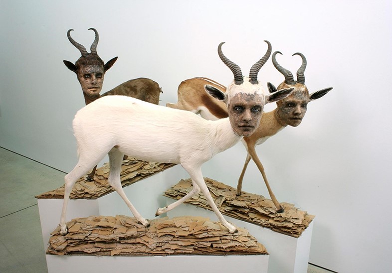 Taxidermy as Art: Notable Taxidermists and Their Works