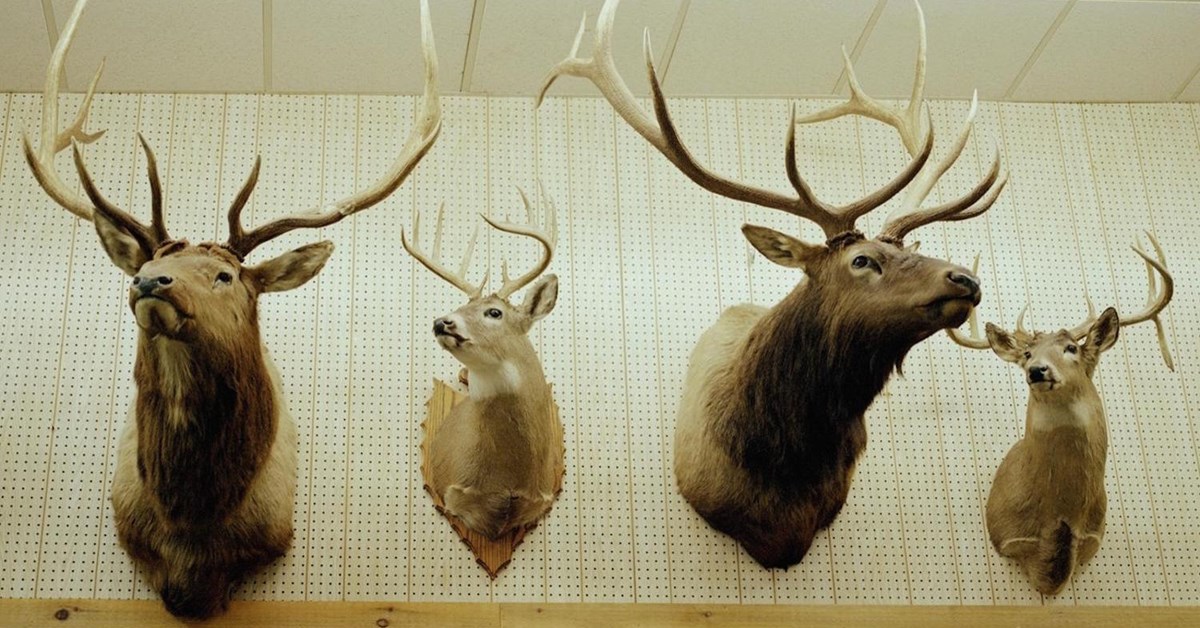 Popular Types of Taxidermy Mounts: From Small Birds to Large Predators
