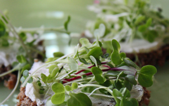 Warum ist es besser, microgreens samen von vertrauenswürdigen Lieferanten zu kaufen